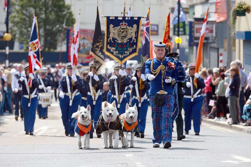 These three dogs led the Constable Anderson Memorial Band during the Twelfth demonstration in Larne.
 Picture: Stephen Davison / Pacemaker.