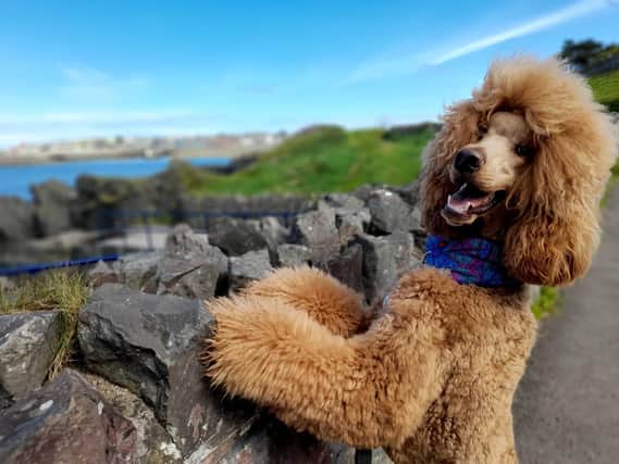 Wendy Nixon sent us this great pic of show-stopping pet pooch Vincent. Isn't he gorgeous!