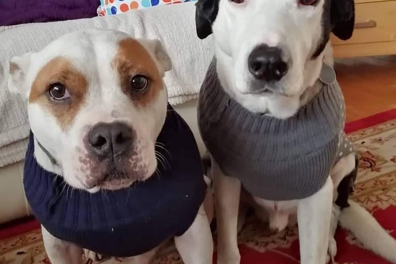 Sandra Champness sent us this great pic of her two rescue dogs Gus and Harvey - aren’t they lovely in their stylish matching jumpers!