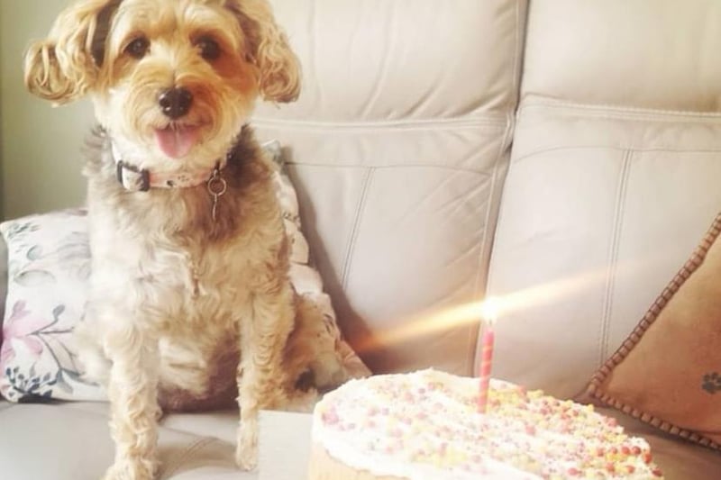 Kirsten Dundas sent us this pawsome picture of Belle the Yorkiepoo who celebrated turning 6 this week!