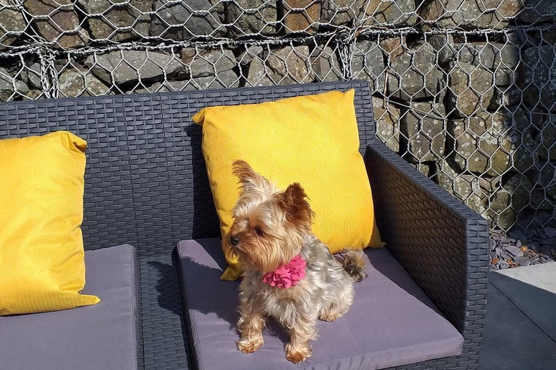Carmel McCarthy sent the Ulster Star this heart-warming picture of her ‘wee Daisy’ having a nice relaxing time in the sunshine!