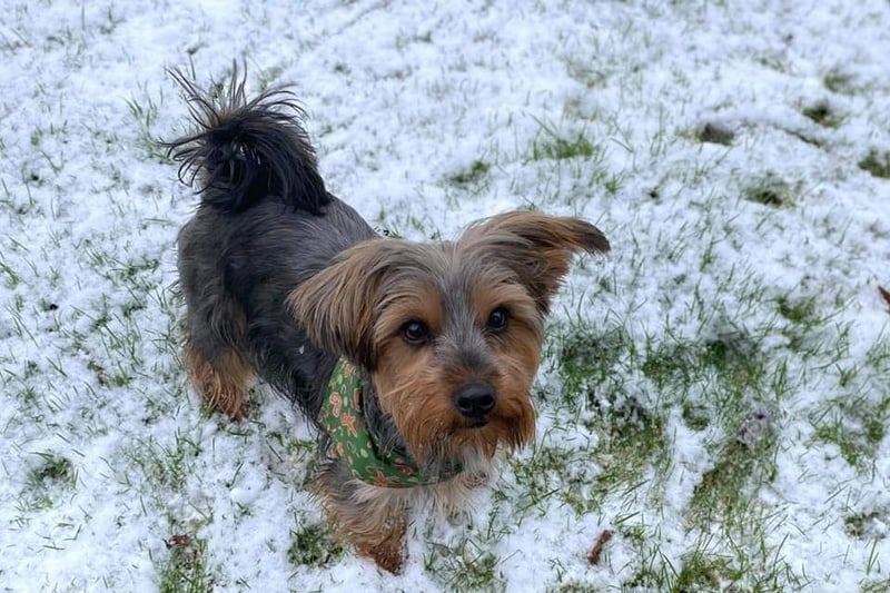 Lynda Hurley sent us this of Bella enjoying the snow