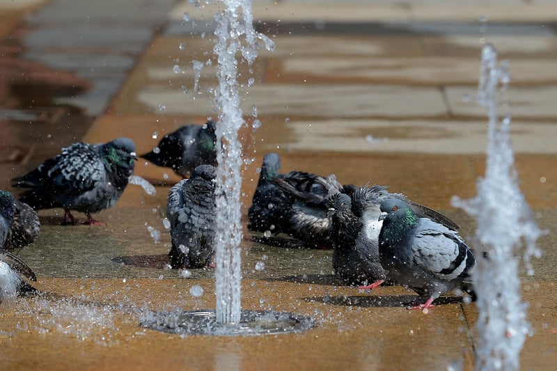 Domestic pigeons cool down at the water fountains in Guildhall Square yesterday afternoon. DER2134GS – 031