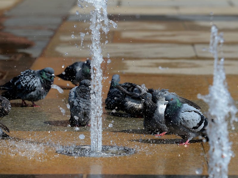 Domestic pigeons cool down at the water fountains in Guildhall Square yesterday afternoon. DER2134GS – 031