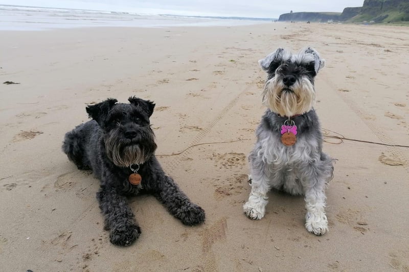 Lorraine Patterson sent us this cracking photo of Charlie and Holly enjoying some beach fun. It's a dog's life!