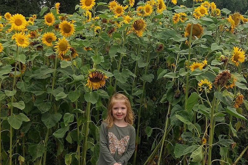 Gail McAleenon sent us this great photo of her daughter Ella enjoying Moira Sunflower field on Monday