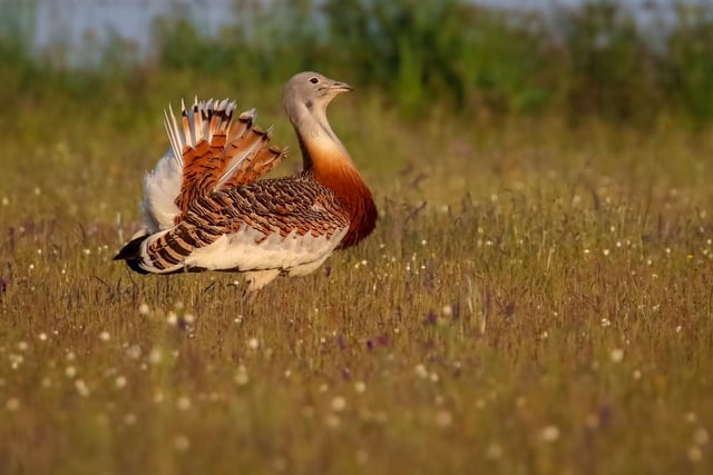 It’s not hard to see why the great bustard was hunted to extinction, as it weighs in at up to 20kg and stands a metre tall with a 2.5 metre wingspan, making it the heaviest flying bird in the world. But 15 years into a difficult reintroduction program, the small population is now thought to be self-sustaining.