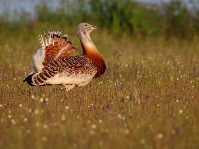 It’s not hard to see why the great bustard was hunted to extinction, as it weighs in at up to 20kg and stands a metre tall with a 2.5 metre wingspan, making it the heaviest flying bird in the world. But 15 years into a difficult reintroduction program, the small population is now thought to be self-sustaining.