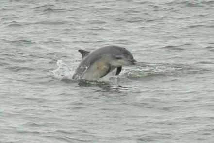 Dolphins always bring a smile when they are spotted at our coast.