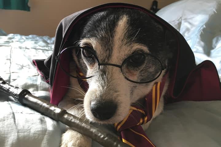 Bonnie Potter in her full Hogwarts outfit.
