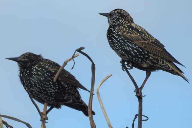 Starlings, by Prof Ian D Rotherham