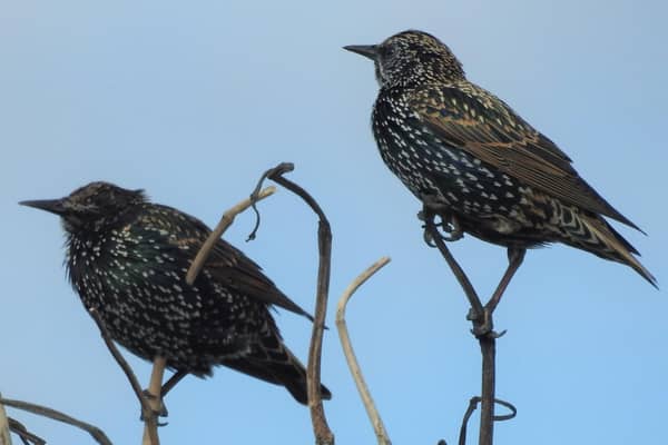 Starlings, by Prof Ian D Rotherham