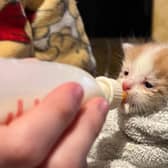 One of a litter of kittens found abandoned near the M1 in South Yorkshire and taken in by Rain Rescue. They had to be hand fed, as this photo shows