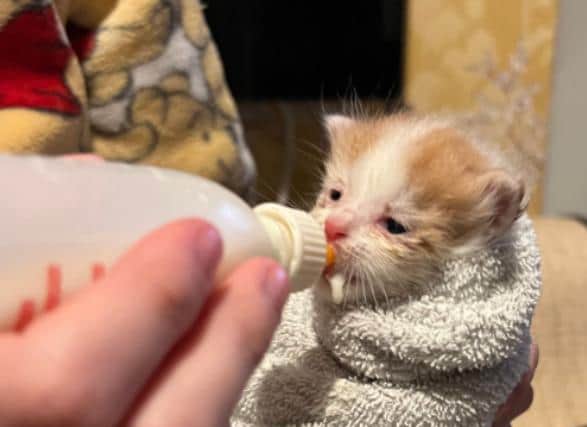 One of a litter of kittens found abandoned near the M1 in South Yorkshire and taken in by Rain Rescue. They had to be hand fed, as this photo shows