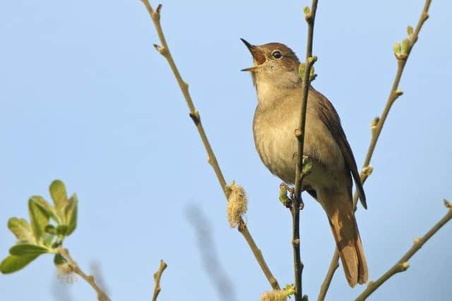 Common nightingale (Luscinia megarhynchos) adult singing. Spring. Cambridgeshire.