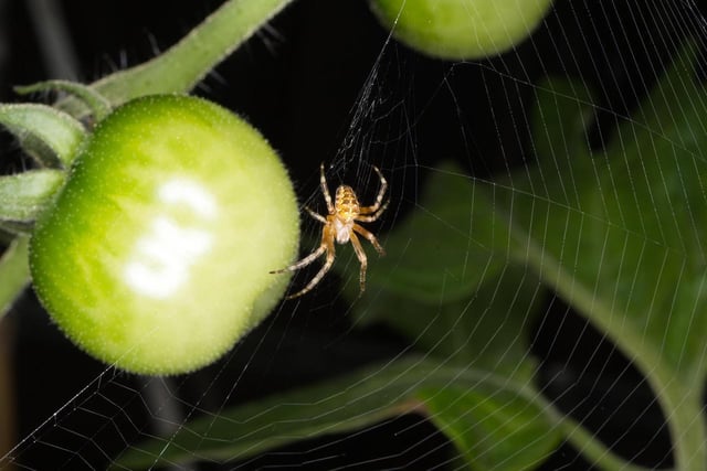 Incy windy spider - guarding my tomatoes by Mike Nind