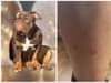 Doncaster dog attack: "My fur baby never stood a chance" - angry owner blasts police after dog is put down