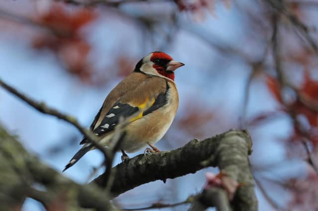 The results of the annual RSPB Big Garden Birdwatch have been announced. Picture: Dan Kitwood/Getty Images
