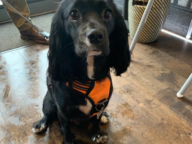 Luby comes into BAM Coffee every day. She is in love with the chef, as he sometimes gives her some sausage and bacon bits. The way to a dog's heart...
22a Salamander Street, www.bamcoffee.co.uk