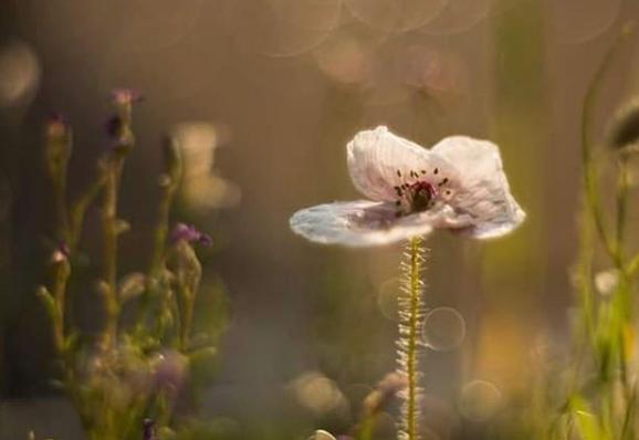 The last of the summer blooms from @magdalenamlfotoart