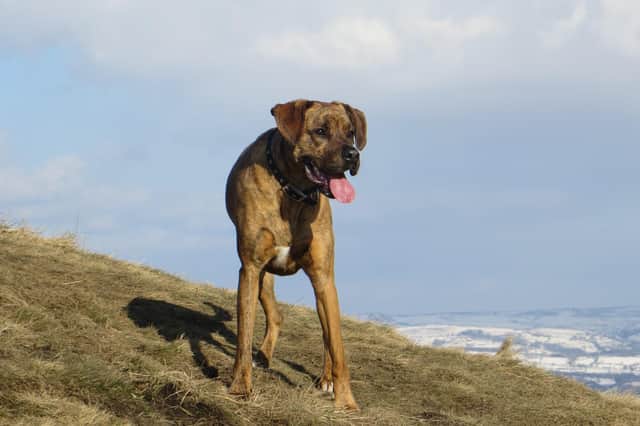 Find out the best places to take your dog in the Peak District as the area is named the 7th most pooch friendly staycation in the UK.