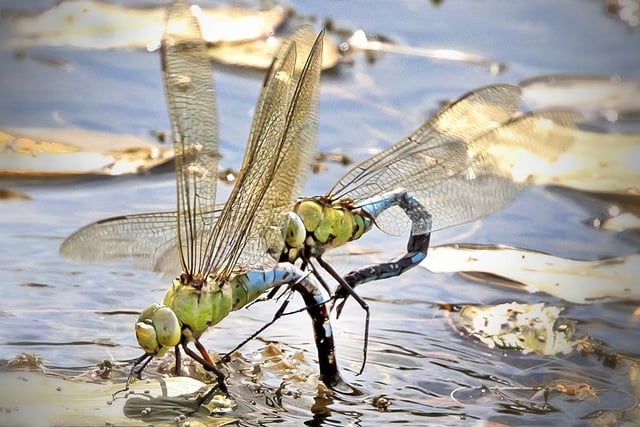 Emperor Dragonflies at Woodhouse Washlands by John Scholey