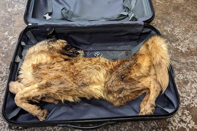 The RSPCA is investigating after a member of the public spotted the suitcase in a wooded area in Spring Close Dell in Gleadless on July 18. They went to investigate and made the grim discovery.