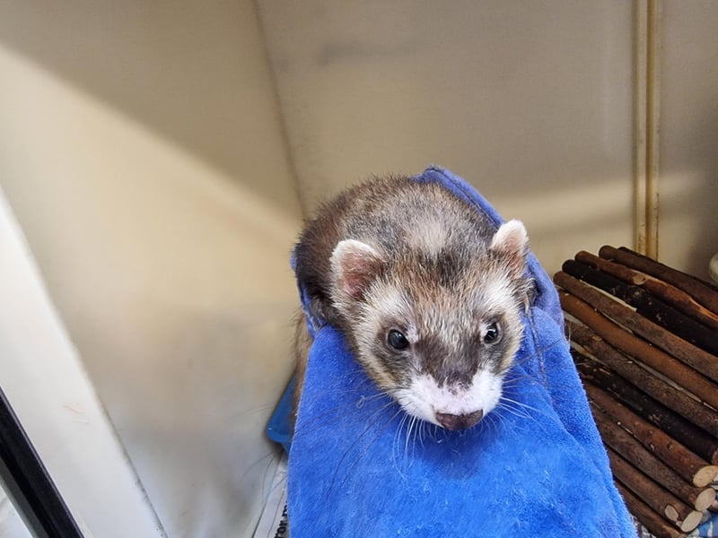 Claire Faddel, centre manager, said, “These lovely animals would make a perfect pet for someone looking for a new furry, or scaly, friend to care for. We just can’t understand why they keep being overlooked.

“We have two male ferrets named Blair and Cabbage. Both are relatively well-handled and came in to the centre as strays whose owners sadly never came forward to claim them. These boys like their own space and would both best be rehomed as the only ferret in the household.