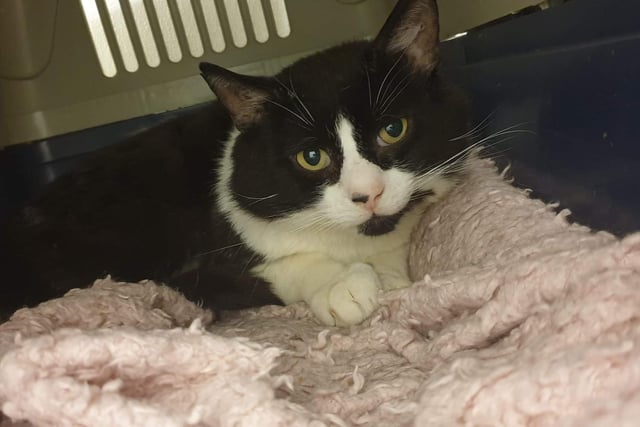 Podge is a shy guy looking for a home he can learn to relax and put his paws up after living most of his life on the streets. He needs to be the only cat in the home.