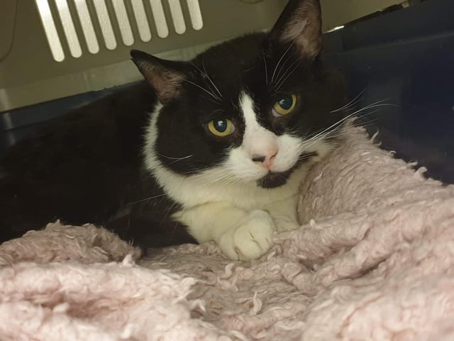 Podge is a shy guy looking for a home he can learn to relax and put his paws up after living most of his life on the streets. He needs to be the only cat in the home.