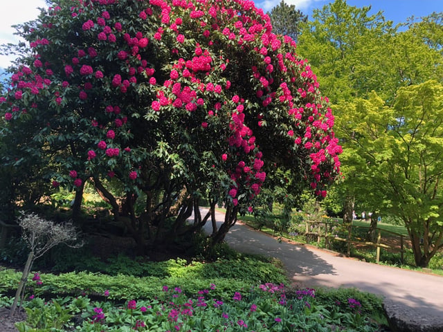 Whirlow Brook Gardens by Rita Hodkin