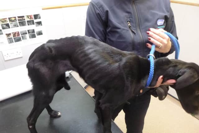 Layla is a beautiful whippet-type dog who was found in a neglected state with all her bones visibly protruding from her body