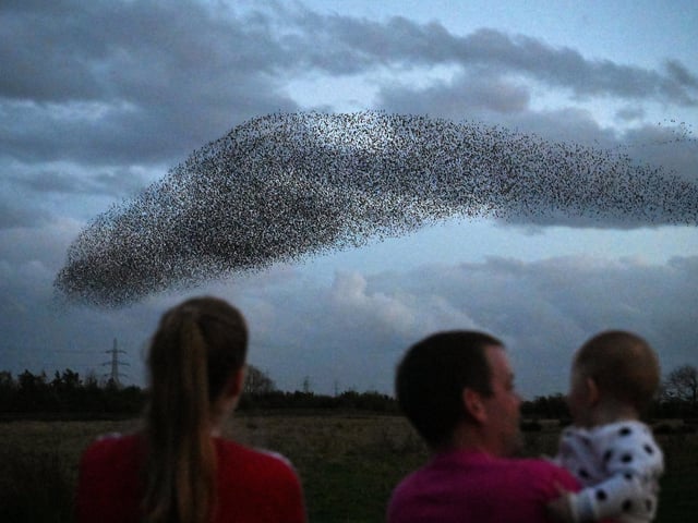 Starlings put on a display as they gather in murmurations in Gretna, Scotland.