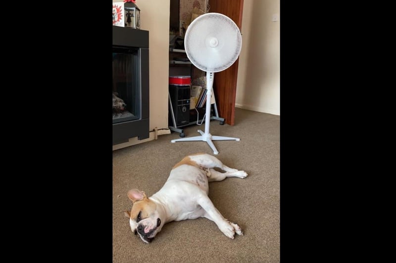 Readers of The News submitted their hot weather photos as temperatures hit 28C over the weekend (July 17-18, 2021). Pictured is Hayley Stevens' dog, Oscar.
