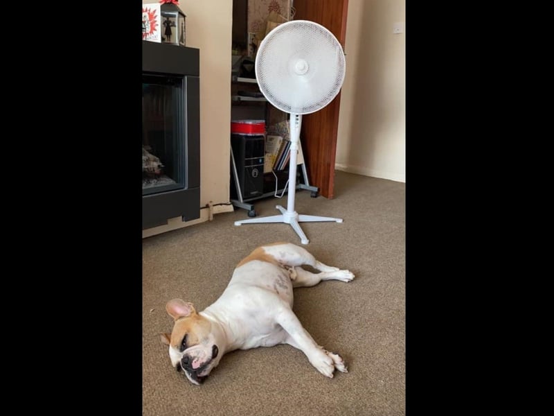 Readers of The News submitted their hot weather photos as temperatures hit 28C over the weekend (July 17-18, 2021). Pictured is Hayley Stevens' dog, Oscar.