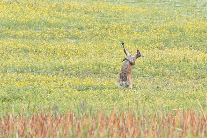 The kangaroo looked like he was singing 'the hills are alive, with the sound of music' in the field.
Animal: Kangaroo
Location of shot: Perth, Australia