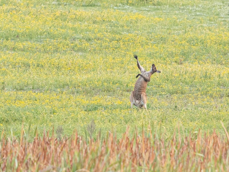 The kangaroo looked like he was singing 'the hills are alive, with the sound of music' in the field.
Animal: Kangaroo
Location of shot: Perth, Australia