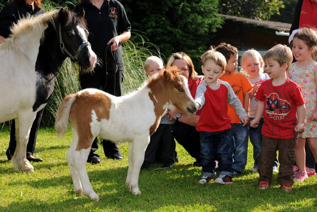 Youngsters at the Horseshoe Nursery in Boldon got to meet this Shetland pony foal in 2013.  Can you recognise anyone in this lovely scene?