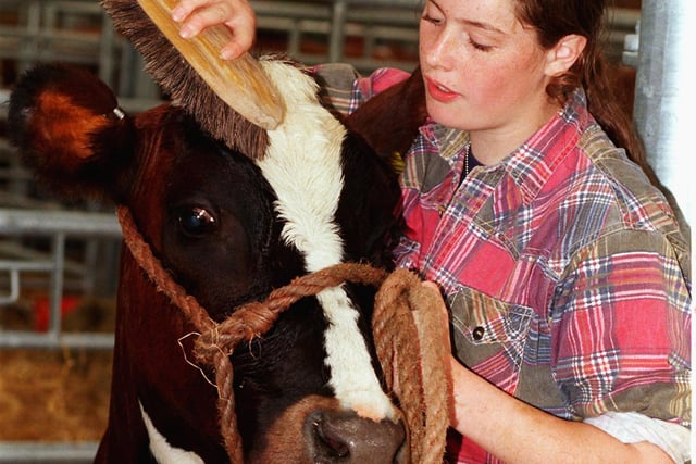 14 year old Joanne Adams prepares Esther for the Bakewell Show in 1998