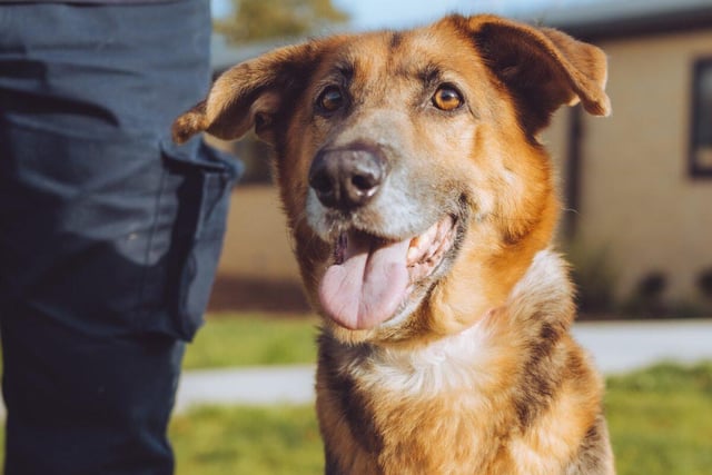 This adorable seven-year-old German Shepherd by the name of Ruby is very lively and may get on well with other dogs (but not cats). As of right now, Ruby is currently reserved.