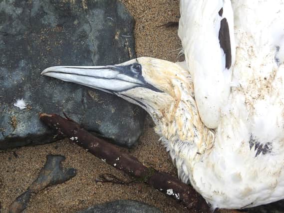 Gannet bird flu casualty taken by Ian Rotherham