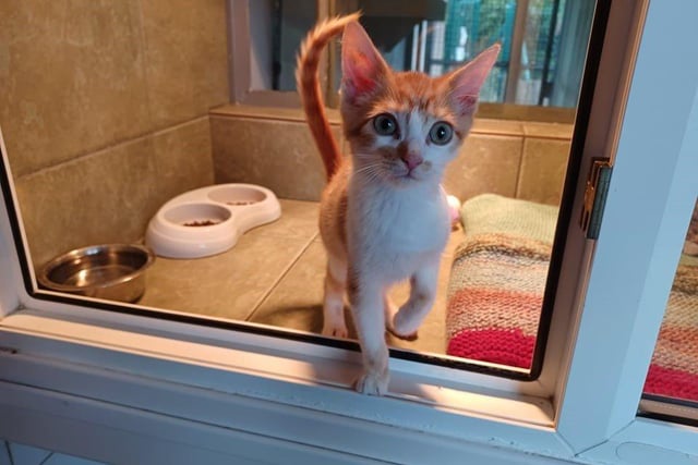 This is our sweet little treat, Pumpkin. He is an affectionate and adventurous boy, who came into our care after being found alone in the spooky woods.