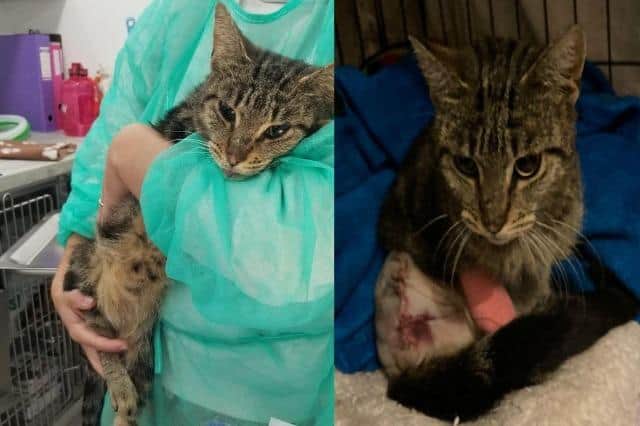 Caroline the cat spent days on the streets in pain after being hit by a car
