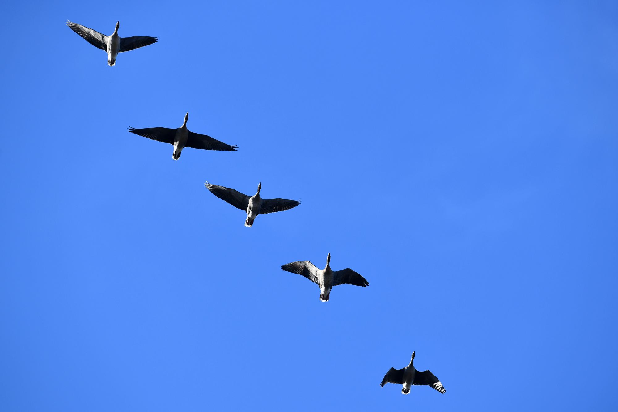 Pink-footed geese gather at Montrose Basin.