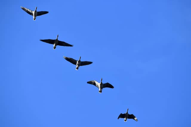 Pink-footed geese gather at Montrose Basin.