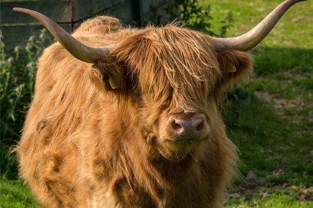 Auchingarrich is home to numerous animals, including farmyard favourites like this Highland cow
