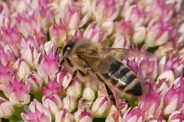 A honey bee busy in the garden
