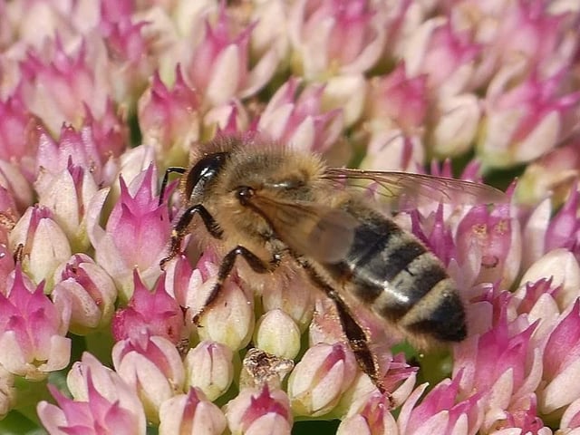 A honey bee busy in the garden