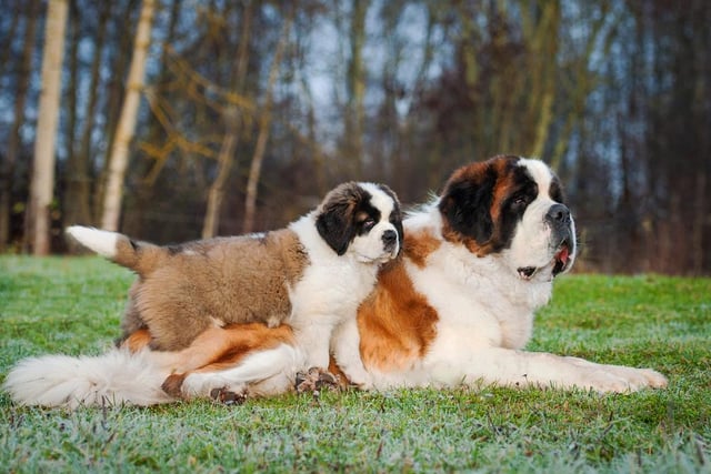 Saint Bernards are kind, have big hearts, and boast a gentle, calming nature (Photo: Shutterstock)