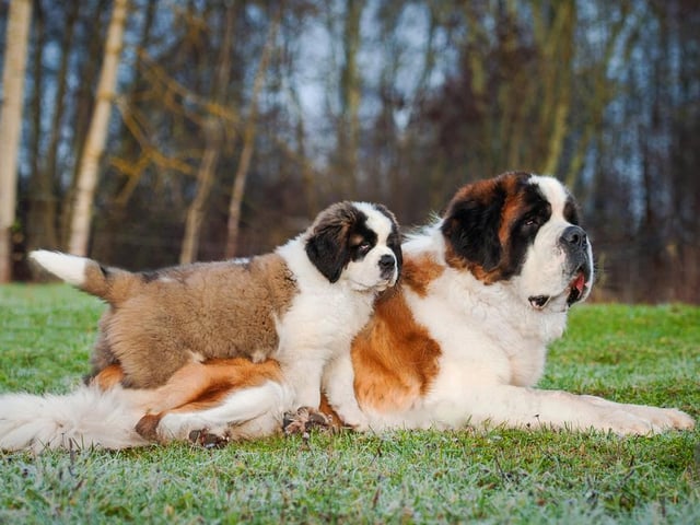 Saint Bernards are kind, have big hearts, and boast a gentle, calming nature (Photo: Shutterstock)